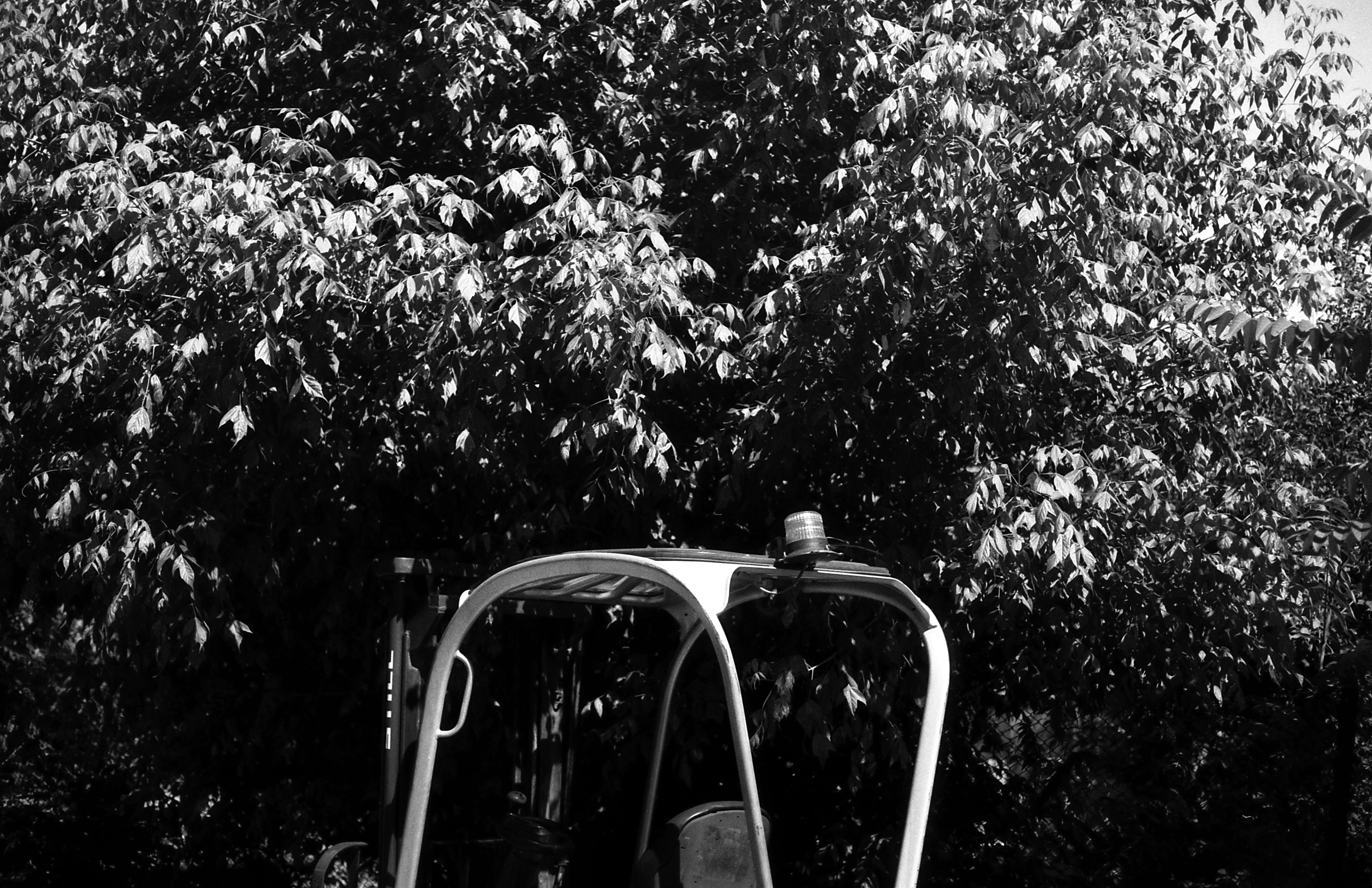 grayscale photo of a car in the middle of a forest